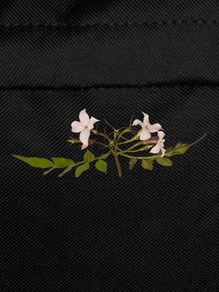 Jasmine Flower