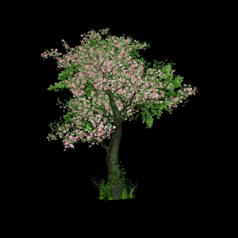 Cherry tree nature blossom spring Japan