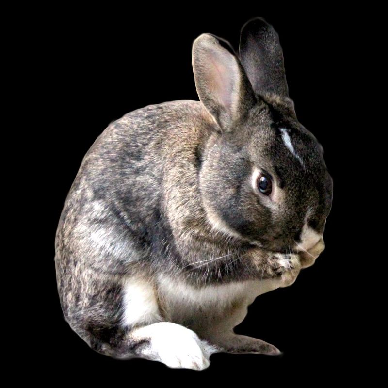 lapin