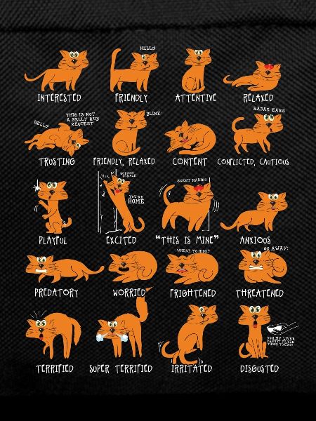 Cat Cats Gift