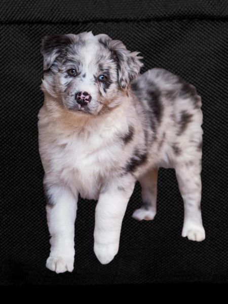 Australian Shepherd