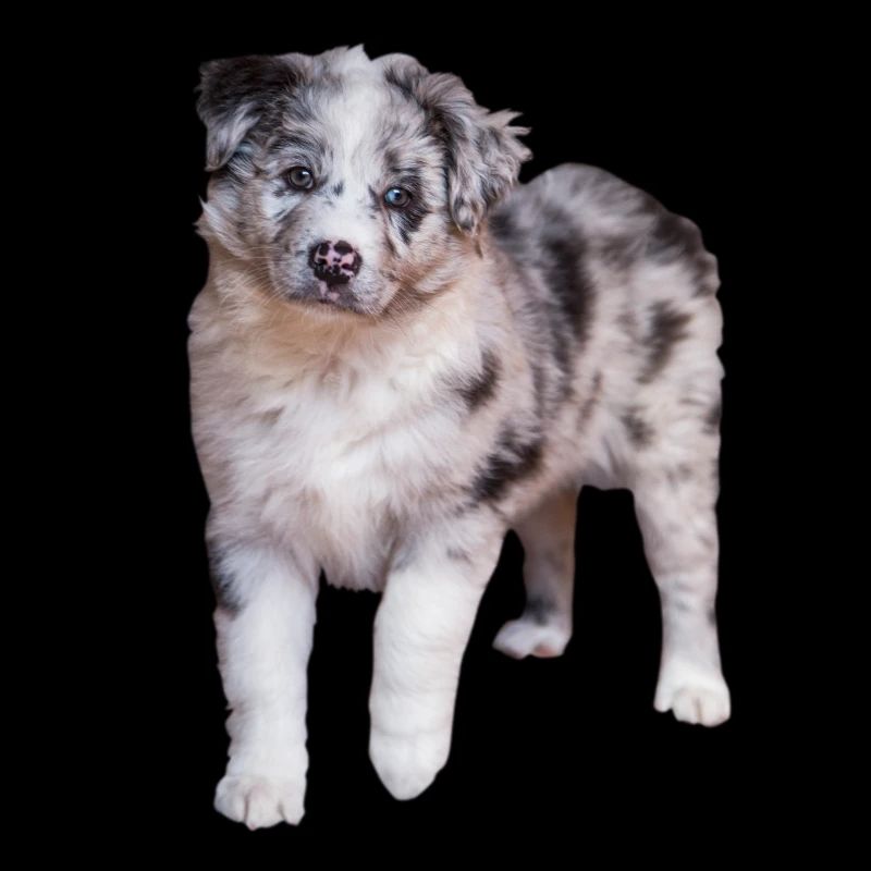 Australian Shepherd