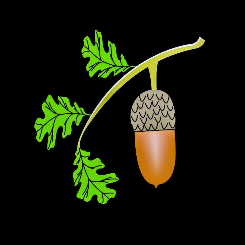 Acorn leaf oak bea