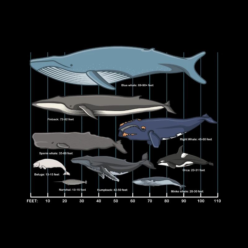 Walarten Wal Meeressäuger