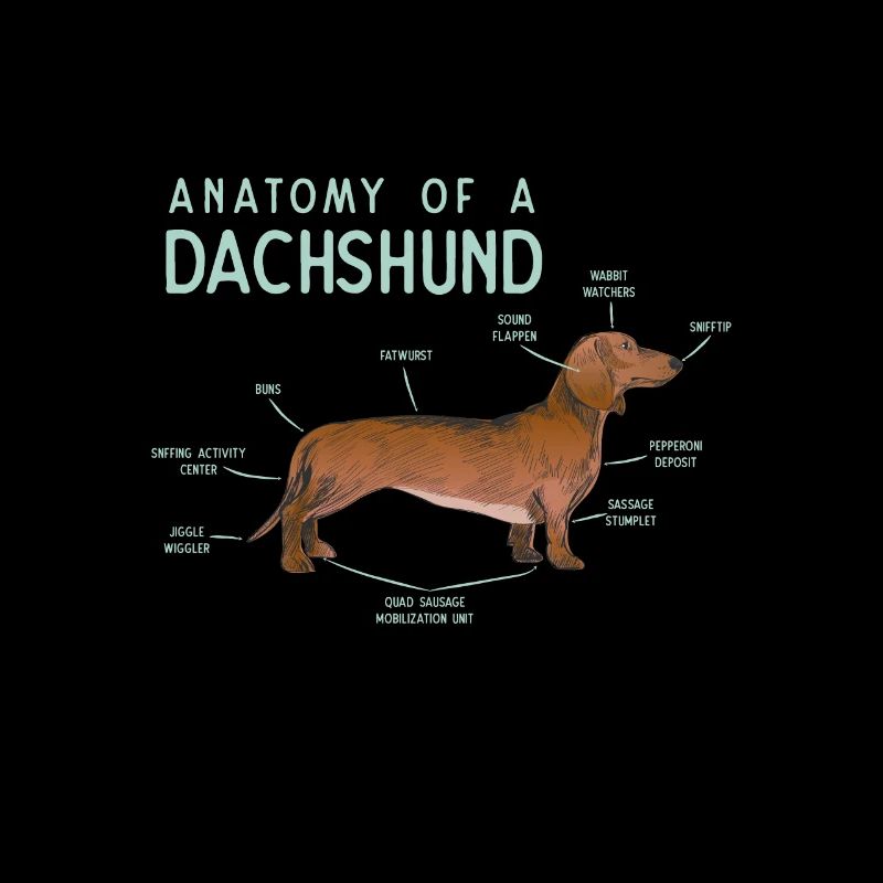 Anatomie d'un produit Teckel