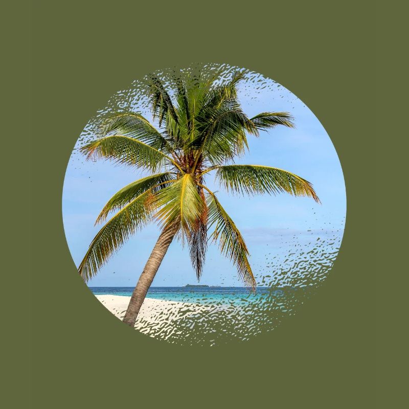 Maldives palm tree