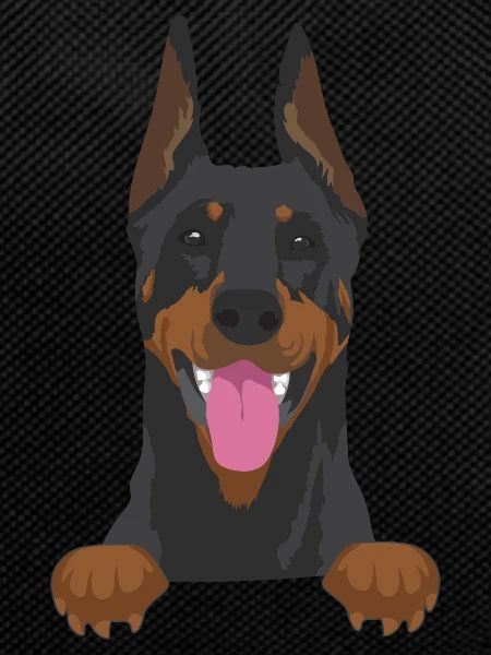 Dobermann Hund - Dobermann