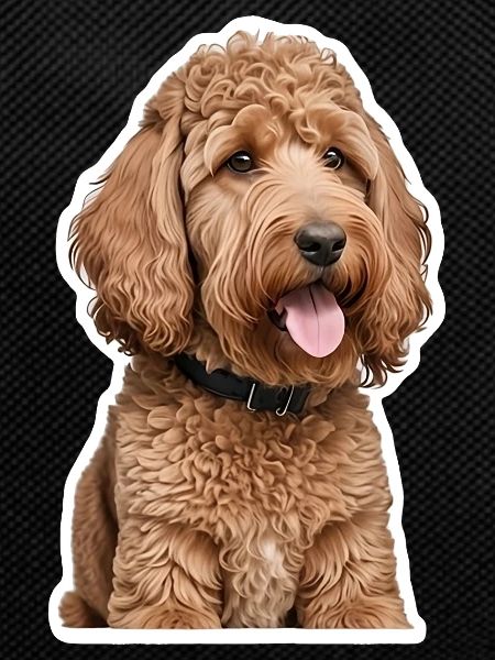 Poodle