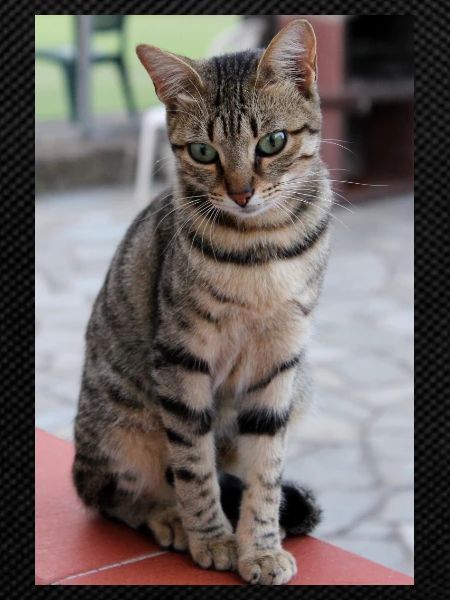chat, chaton