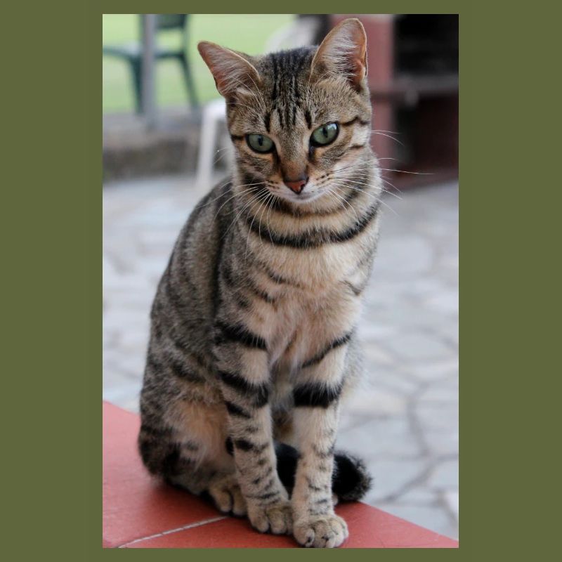 Katze, Kätzchen