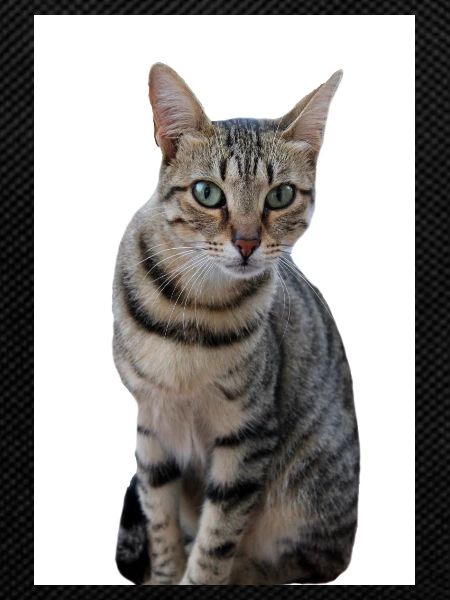 Cat Cat Black Kitten
