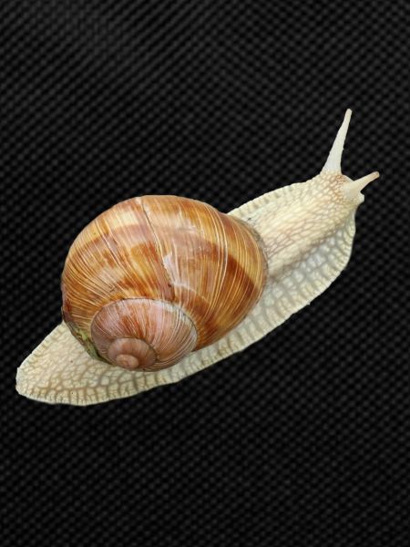 Snail, vineyard snail