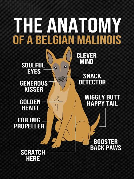 Malinois belge