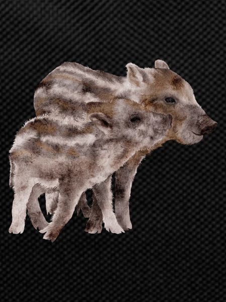 Boars