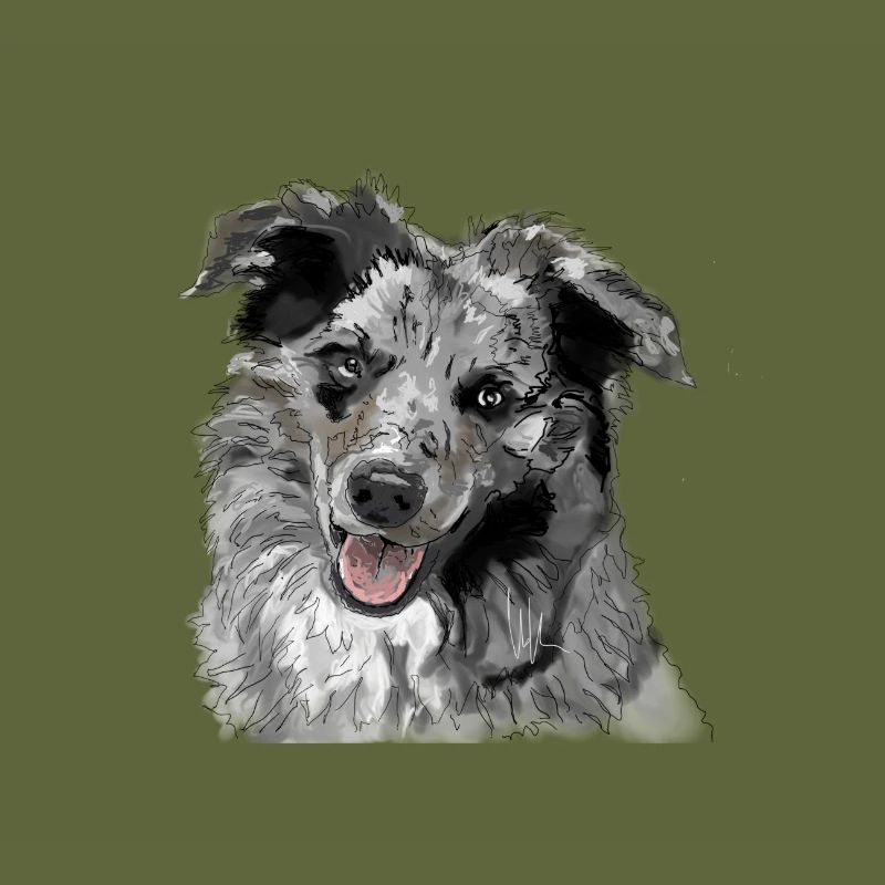 Australian Shepherd