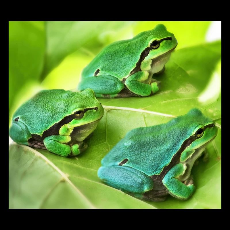 The three green tree frogs