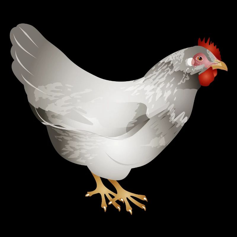 Hand drawn white chicken in illustration