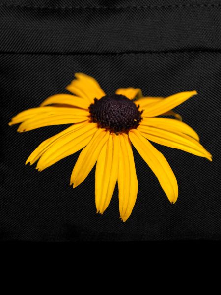 Coneflower
