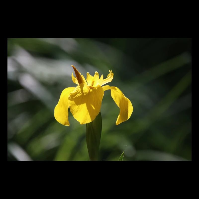 Iris Lily Yellow Flower