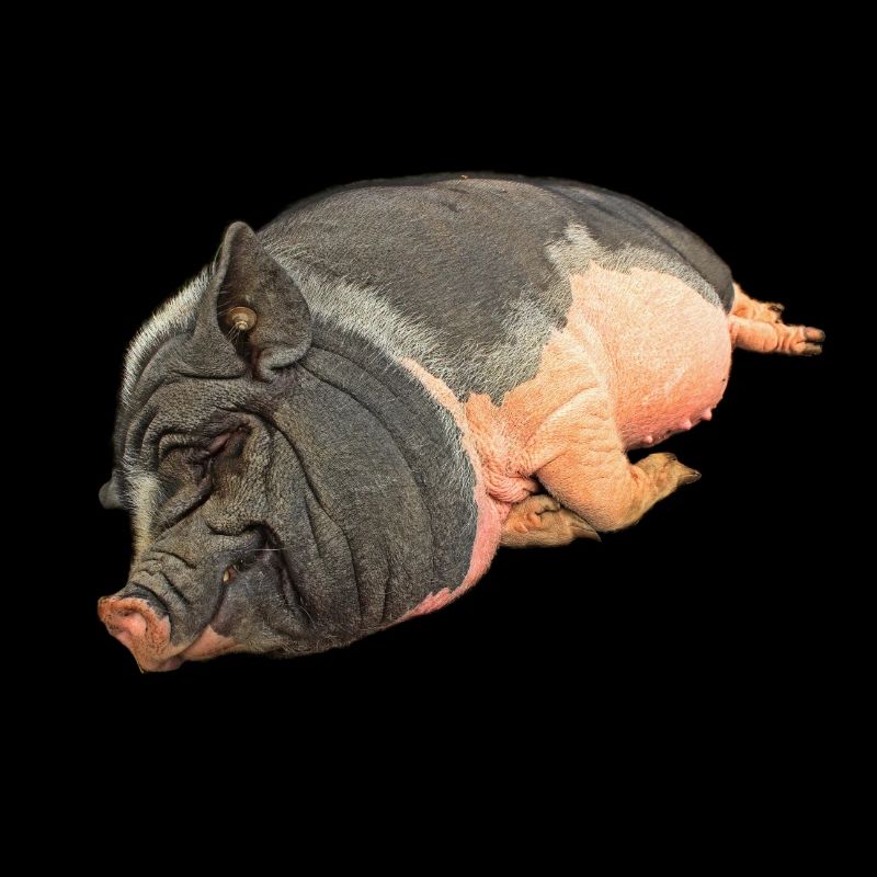 Sleeping potbelly pig, free