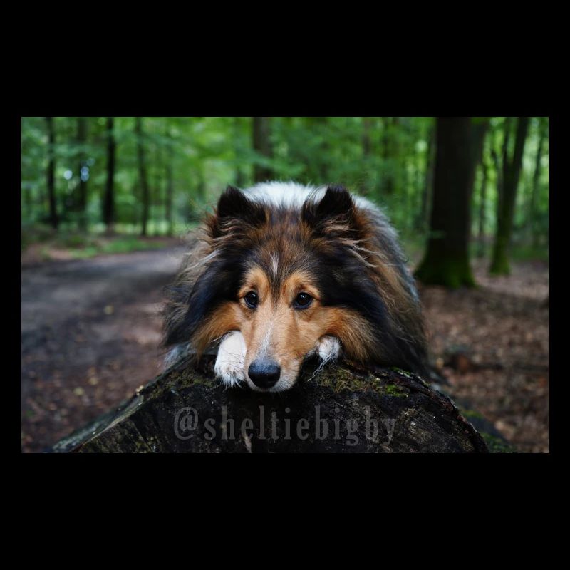 Cute dog, cute sheltie on tree trunk