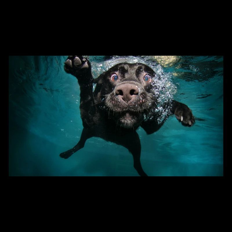 Lustiger Labrador Schwimmend