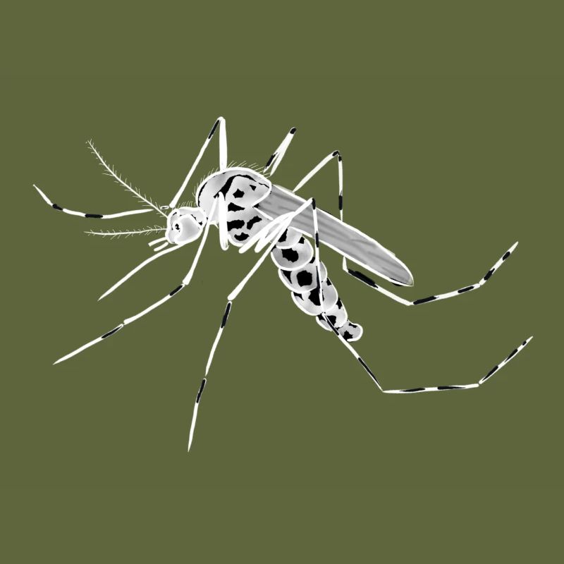 Mosquito