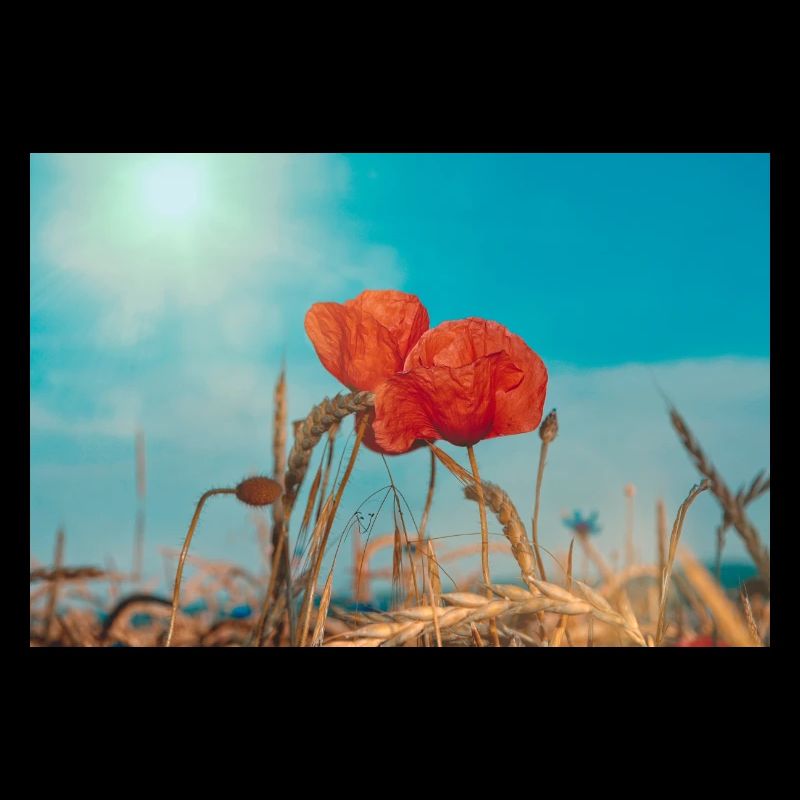 Coquelicots