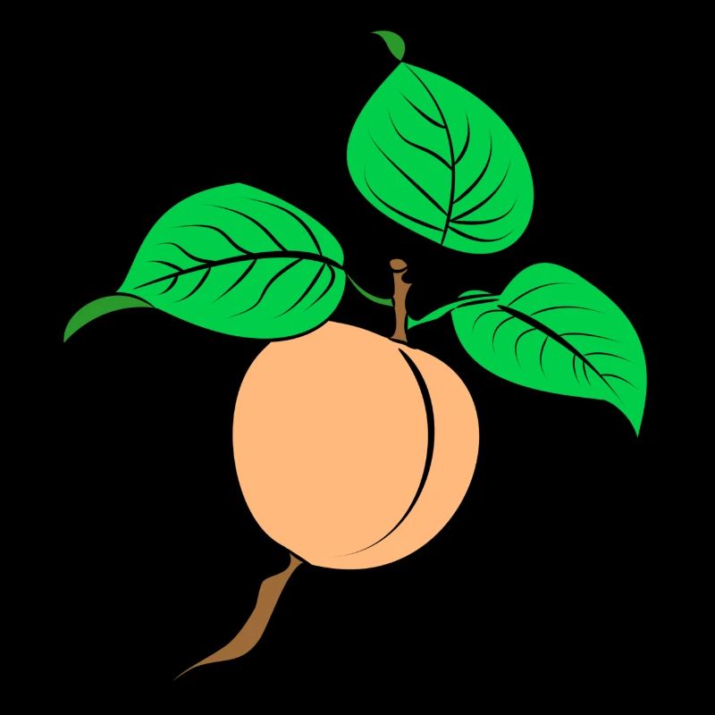 Aprikose