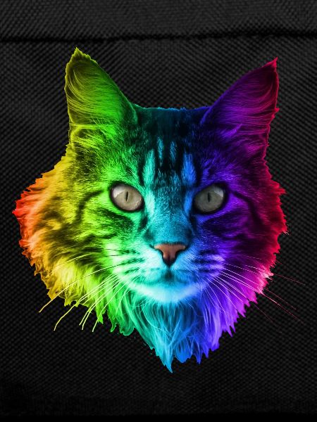 Regenbogenkatze
