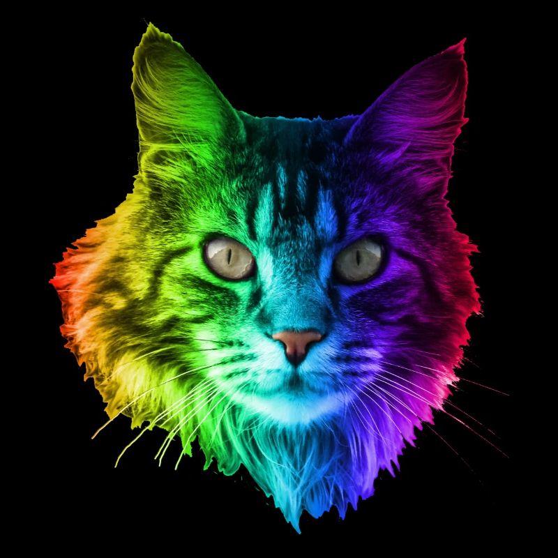 Regenbogenkatze