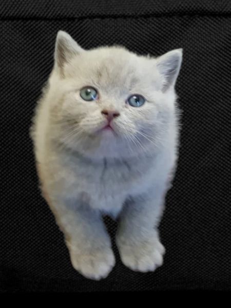 Chatons