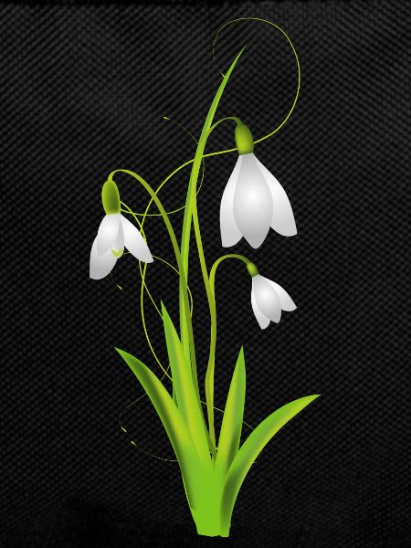 Snowdrops as beautiful spring flowers