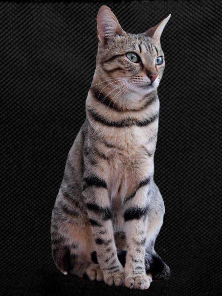 Chat