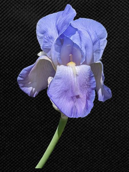 Superbe iris bleu
