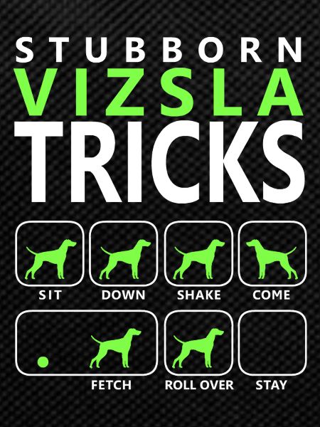 Stubborn Vizsla Tricks
