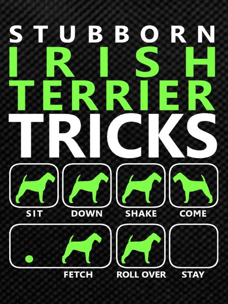 Stubborn Irish Terrier Tricks