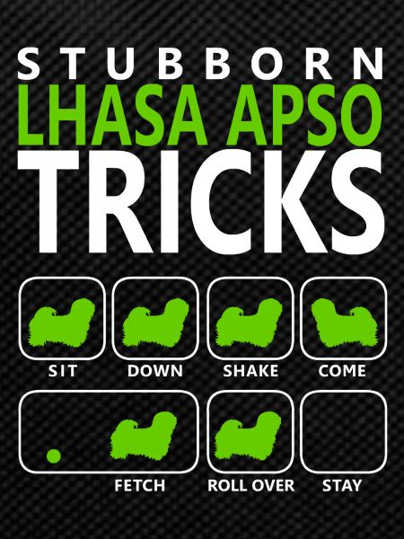 Stubborn Lhasa Apso Tricks