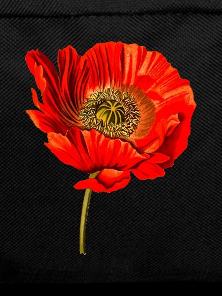 Mohn Blume