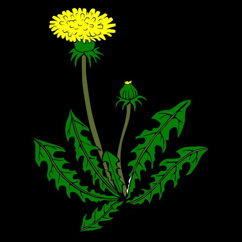Löwenzahn Pusteblume