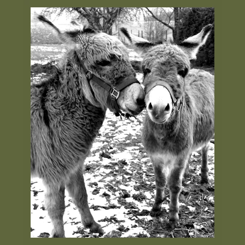 Two donkeys