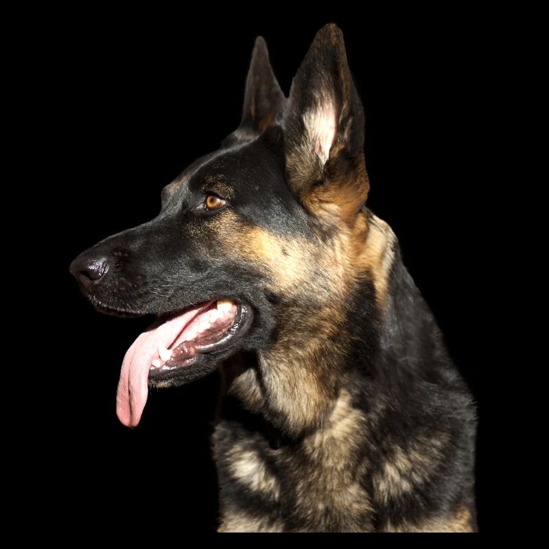 German Shepherd Head