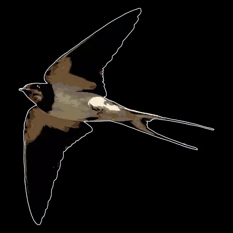 Hirondelle