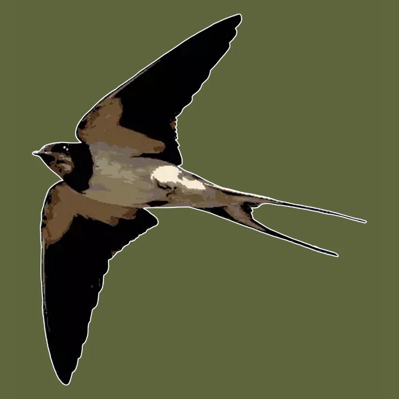 swallow