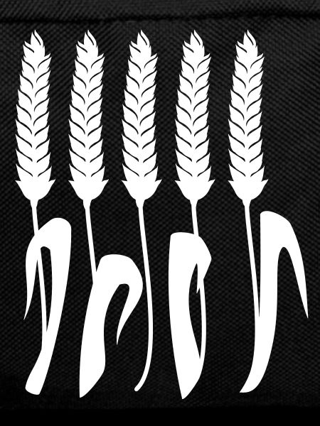 Weizenähren / wheat spike (1c)