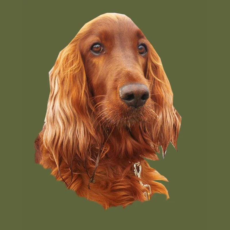 Irish Setter Red