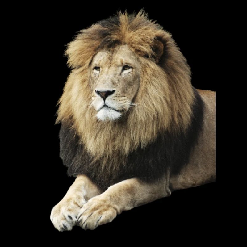 lion