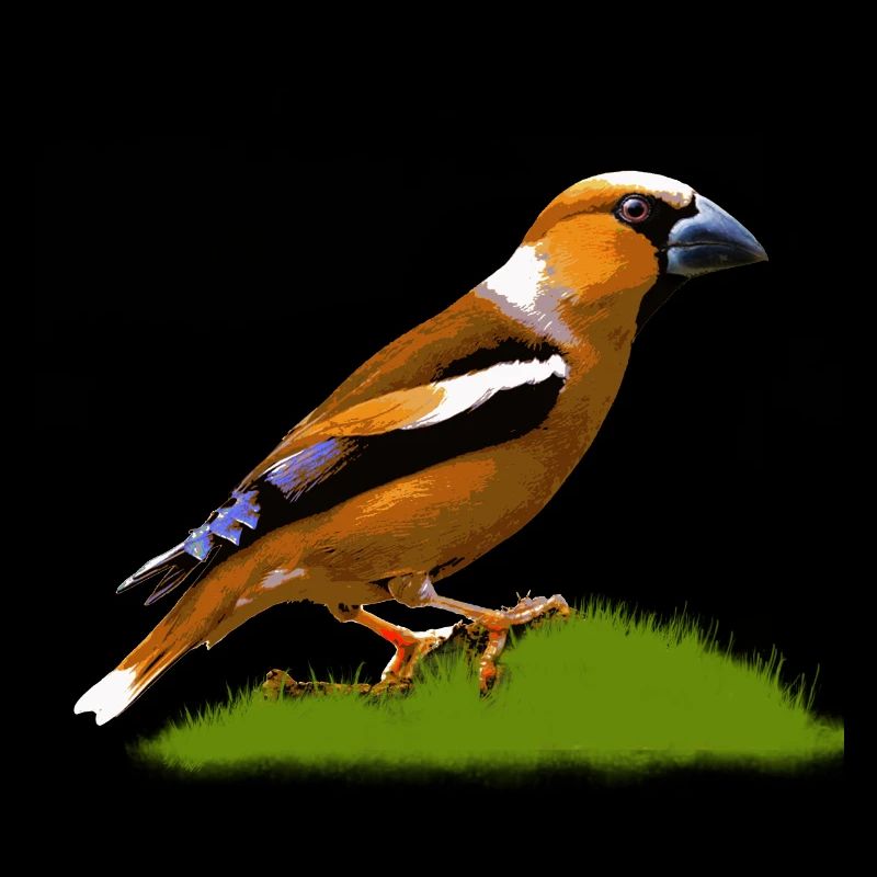 Hawfinch