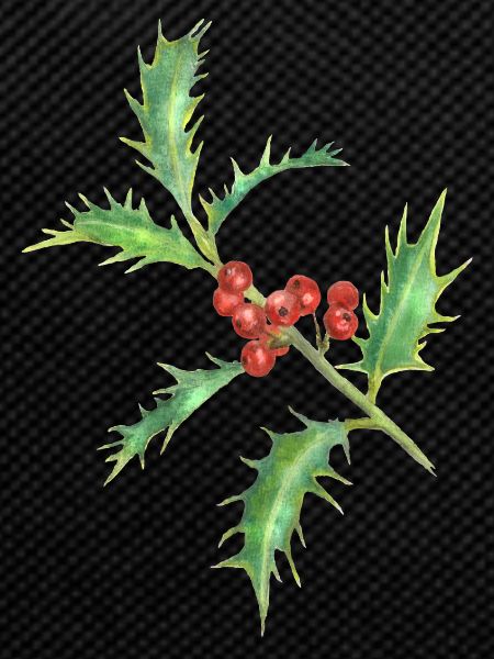 Holly