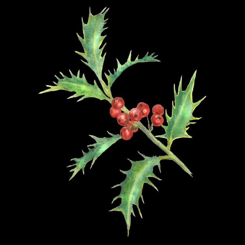 Holly